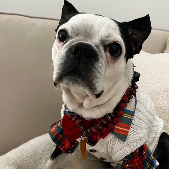 Meet your Posher, Andi Soto Design - Picture 5 of 7